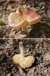 Russula