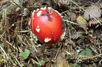 Amanita muscaria
