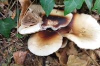 Cyclocybe cylindracea