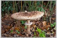 Macrolepiota procera