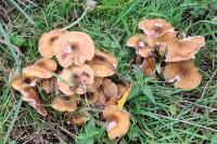 Armillaria mellea