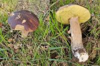 Boletus edulis
