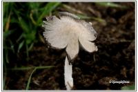 Coprinopsis lagopus