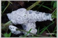 Mucilago crustacea (groupe)