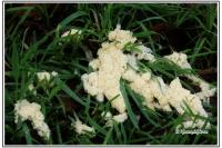 Mucilago crustacea (groupe)