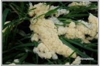 Mucilago crustacea (groupe)