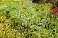 Cladonia