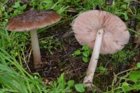 Pluteus primus