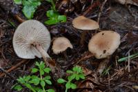 Clitocybe fragrans