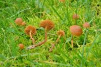 Galerina vittiformis