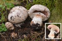 Agaricus