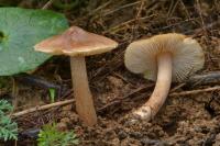 Inocybe fastigiata