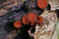 Scutellinia scutellata