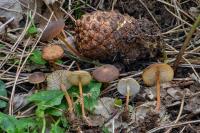 Strobilurus tenacellus