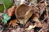 Helvella acetabulum