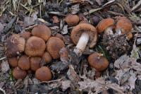 Psathyrella piluliformis