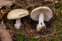 Amanita junquillea
