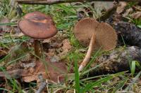 Lentinus brumalis