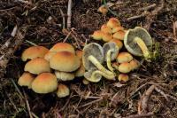 Hypholoma fasciculare