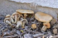 Agrocybe praecox