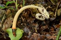 Mutinus caninus