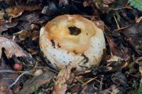 Phallus impudicus