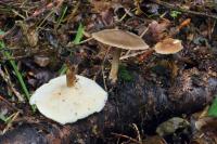 Polyporus ciliatus