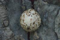 Volvariella bombycina
