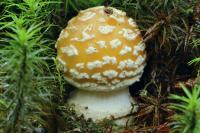 Amanita junquillea