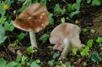 Pluteus cervinus