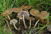 Agrocybe elatella