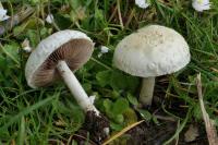 Agrocybe molesta
