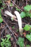 Phallus impudicus
