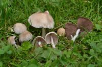 Psathyrella candolleana