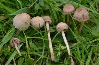Panaeolus foenisecii