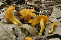Cantharellus romagnesianus