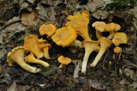 Cantharellus pallens