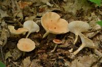 Infundibulicybe gibba