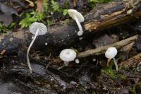 Delicatula integrella