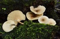 Lentinus tigrinus