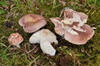Russula vesca