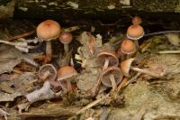 Psilocybe modesta