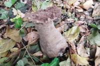 Calvatia excipuliformis