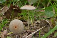 Parasola auricoma