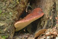 Fistulina hepatica