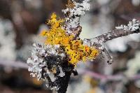 Teloschistes chrysophthalmus