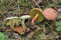 Hortiboletus rubellus