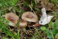 Russula amoenolens