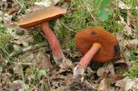 Neoboletus erythropus
