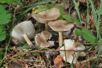 Megacollybia platyphylla